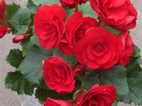 紅色 五行 玫瑰花多久澆一次水